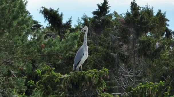 Young Gray Heron Ardea Cinerea Standing Nest Top Tree Looking — Video Stock