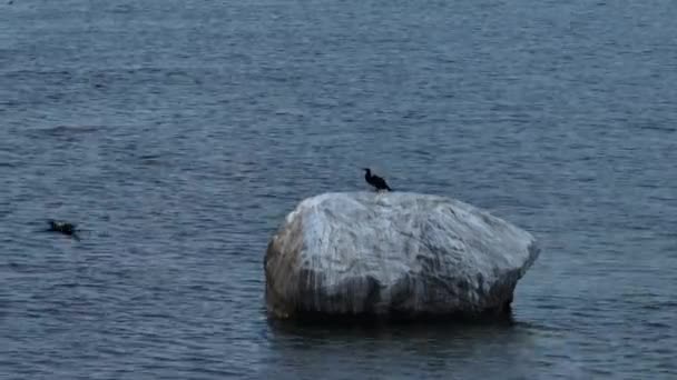 Cormorant Phalacrocorax Carbo Flies Rock Baltic Sea Estonia — Vídeo de stock