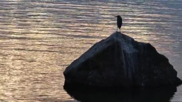 Young Grey Heron Ardea Cinerea Standing Rock Nordic White Nights — Vídeos de Stock