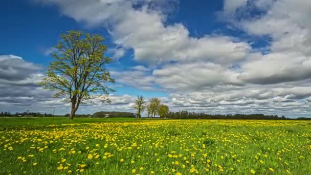 Static Shot Yellow Chamomile Marigold Calendula Flowers Field Summer Windy — Wideo stockowe