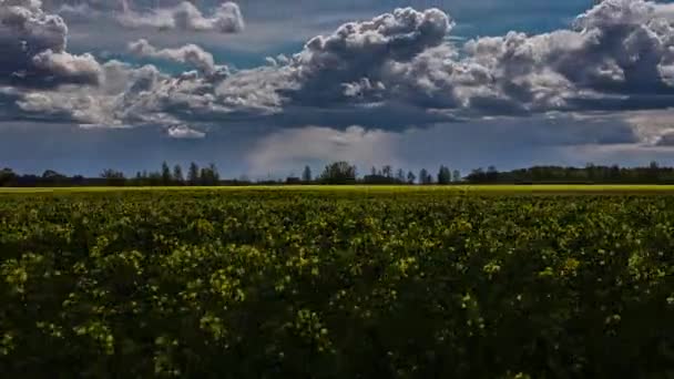 Timelapse Shot Blooming Rapeseed Flowers Field White Clouds Passing Daytime — Vídeo de Stock