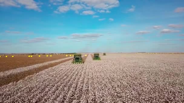 Tractor Harvester Cotton Pickers Collecting Rows Bolls Aerial Flyover — Vídeo de Stock