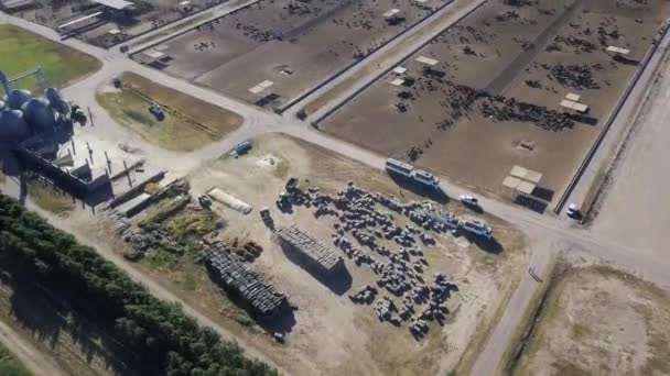 Aerial View Feedlot Cows Rural Setting — 图库视频影像