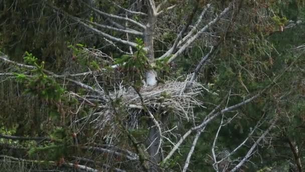 Empty Gray Heron Nest Treetop Estonia — Video Stock