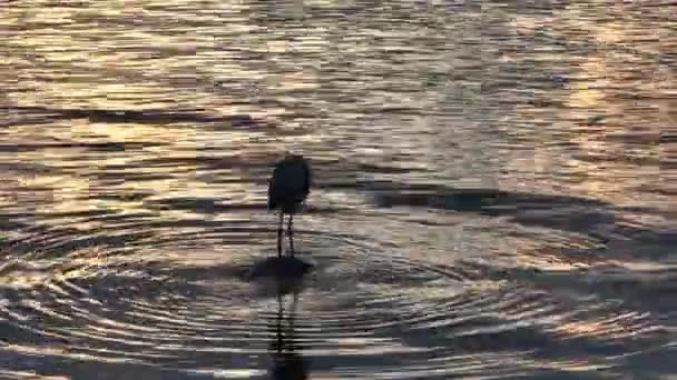 Young Grey Heron Ardea Cinerea Standing Rock Poopes Spreads Its — Video