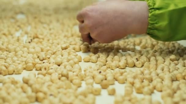 Women Workers Sort Hazel Nuts Hand According Size Quality Hazelnut — Stockvideo