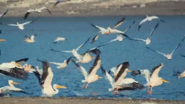 Flock Pelicans Flying Water Surface — 图库视频影像
