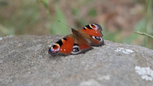 Close Butterfly Beautiful Patterns Colours Wings Alais Species Peacock Butterfly — kuvapankkivideo