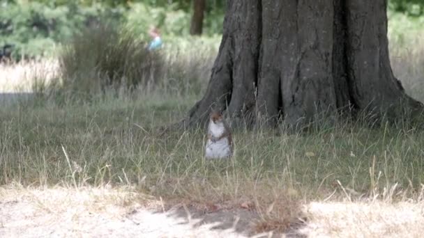 Gray Squirrel Standing Grass Taller Dried Straws Moved Draft Next — стоковое видео