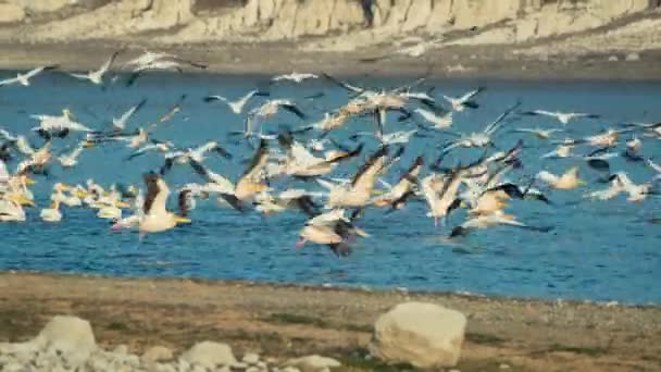 Pelican Birds Floating Lake Flying Lake Blue Sky Slow Motion — Stockvideo