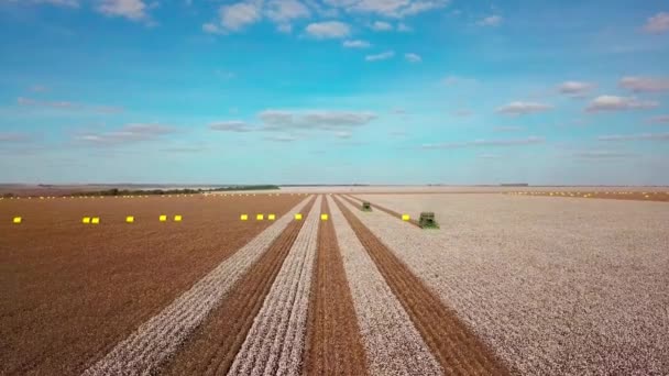 Huge Cotton Plantation Tractor Harvester Pickers Gathering Crop Aerial Pull — Vídeos de Stock