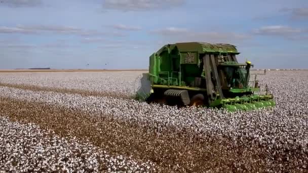 Tractor Harvester Picker Gathering Cotton Bolls Plantation — Vídeo de Stock