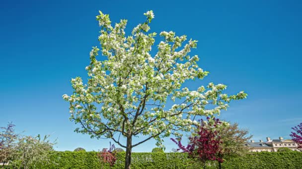 Low Angle Shot Blooming White Lilac Floral Tree Sunny Day — 图库视频影像