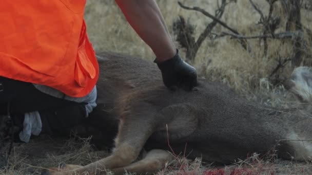 Deer Hunt Successful Hunter Taps Deer Showing Quality Final Shot — Stock video