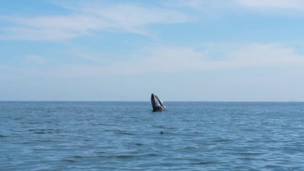 Big Humpback Whale Jump Out Water Middle Ocean Making Big — Video Stock