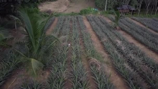 Flying Pineapple Farm Growing Crops Rural Phuket Thailand Aerial — Stockvideo