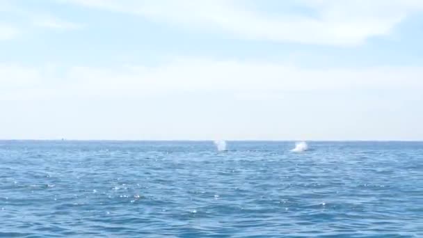 Two Humpback Whales Coming Blow Air Surface Diving Back Tales — Stock video