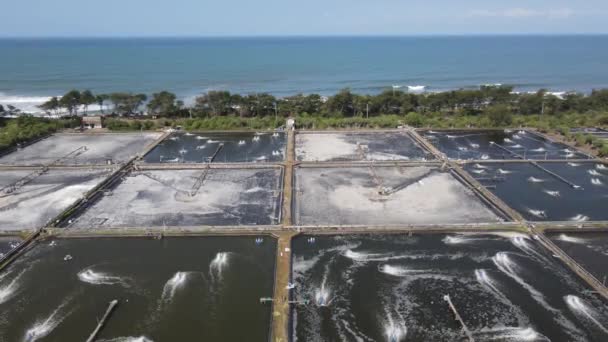 Aerial View Captivity Shrimp Pond Southern Yogyakarta Coast Samas Fresh — 비디오