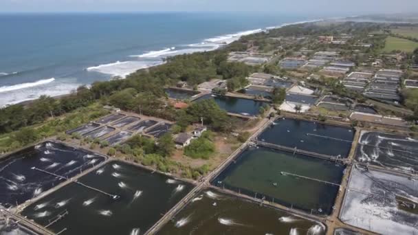 Aerial View Captivity Shrimp Pond Southern Yogyakarta Coast Samas Fresh — 图库视频影像