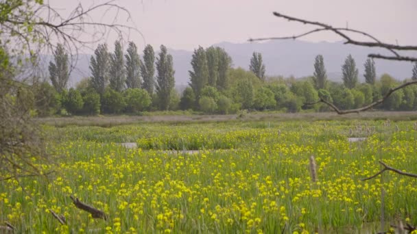 Beautiful Wide View Yellow Flowers Bloom Swampy Salburua Wetlands — Stock video