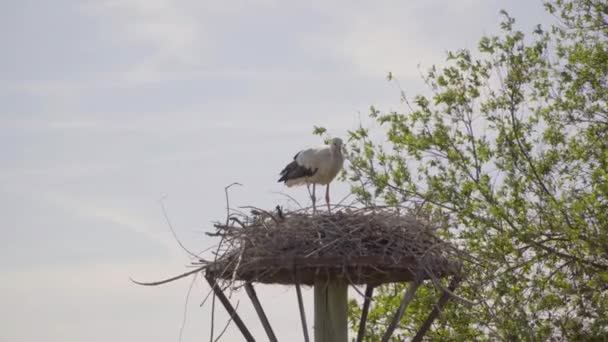White Stork Stands Nest Atop Wooden Pole Feeds Her Chicks — Stock video