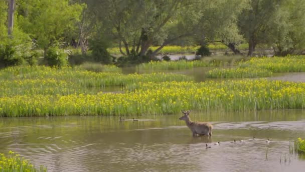 Deer Surrounded Ducks Cooling Water Salburua Wetland — стоковое видео