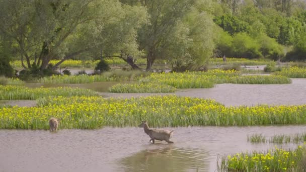 Deer Wades Antlers Salburua Wetlands Nature Park — Stock video