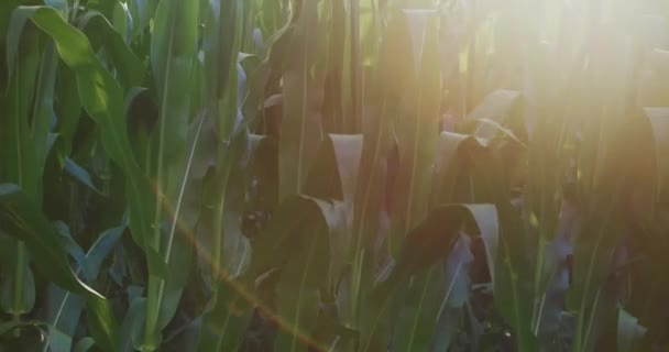 Slow Push Side Tall Corn Field Golden Sunrise Switzerland — Wideo stockowe