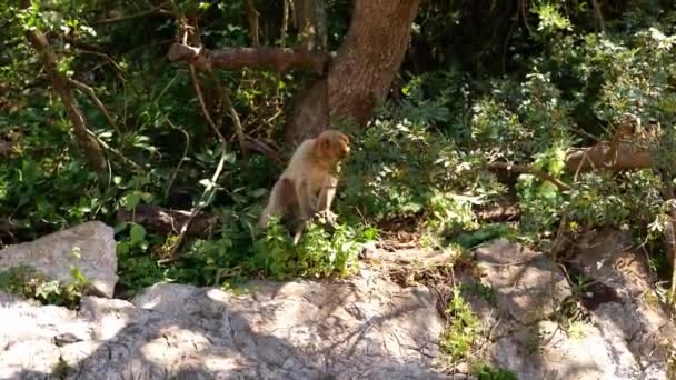 Macaque Monkey Jumping Ground Climbing Tree Branches Gibraltar — Video Stock