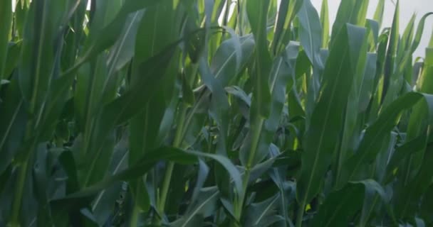 Pan Tall Corn Field Next Empty Road Golden Sunrise Switzerland — Stok Video