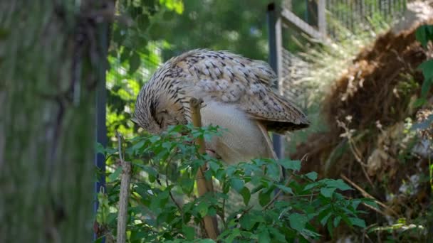 Closeup Video Male Siberian Eagle Owl Large Bird Prey Sitting — Vídeo de stock