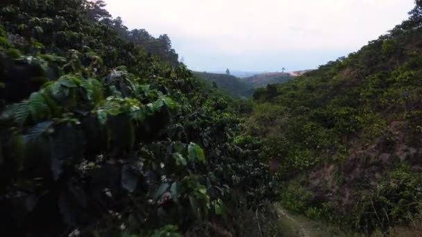 Close Shot Coffee Plants Full Bloom Valley Tanang Vietnam Cloudy — Vídeos de Stock