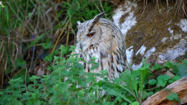 Closeup Video Male Siberian Eagle Owl Large Bird Prey Sitting — Vídeo de stock