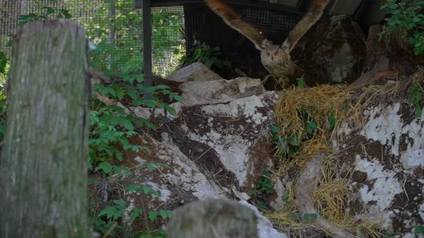 Closeup 1080P Video Male Siberian Eagle Owl Large Bird Prey — Vídeo de stock