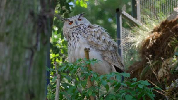 Closeup Video Male Siberian Eagle Owl Large Bird Prey Sitting — Vídeo de stock