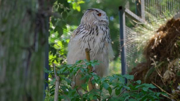 Closeup Video Male Siberian Eagle Owl Large Bird Prey Sitting — 图库视频影像