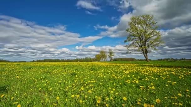 Meadow Dandelions Spring Cloudscape Overhead Zoom Out Time Lapse — Stockvideo
