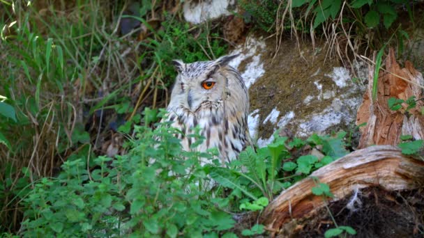 Closeup Video Male Siberian Eagle Owl Large Bird Prey Sitting — 비디오