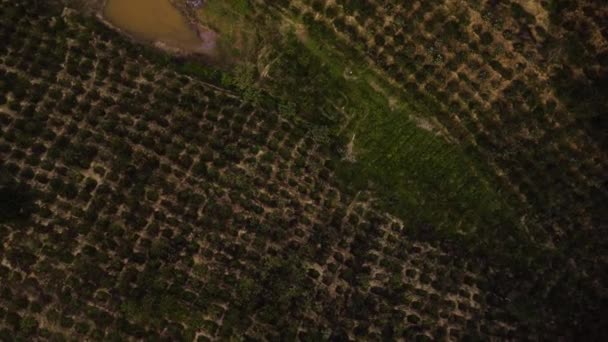 Growing Coffee Plants Vietnamese Farmland Aerial Top Descending View — Wideo stockowe