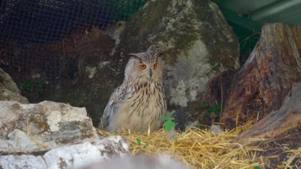 Closeup Video Male Siberian Eagle Owl Large Bird Prey Sitting — 비디오