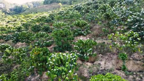 Shot White Blooming Coffee Plants Hill Slope While Trip Tanang — Video