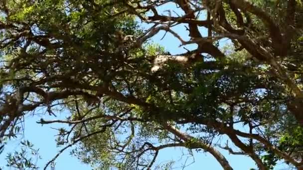 Monkey Walking Branch Tree Gibraltar Looking Tracking Shot — Stockvideo