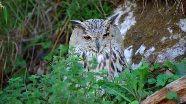 Gros Plan Vidéo Hiboux Sibérien Mâle Grand Oiseau Proie Assis — Video