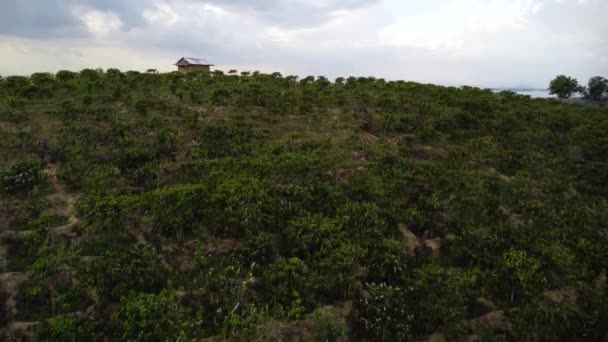 Massive Coffee Plantation Vietnam Hillside Small Building Top — Stok video