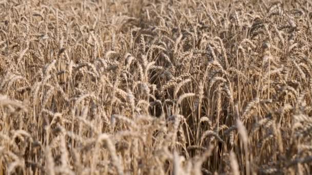 Closeup Tilt Shot Golden Wheat Field — стоковое видео