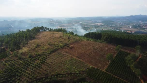 Smoke Rising Pine Tree Forest Vietnam Aerial View — Stockvideo