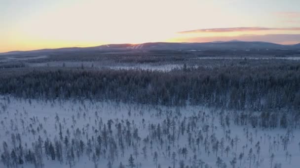 Aerial View Dolly Vast Wintry Lapland Scandinavia Pine Winter Forest — Video Stock