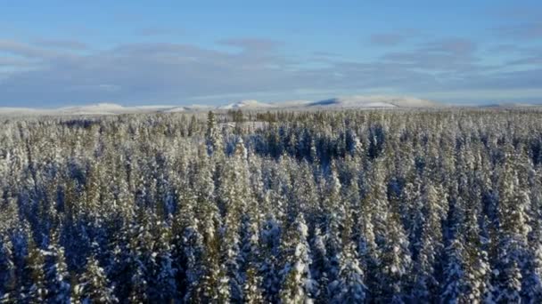Beautiful Aerial View Moving Slow Snowy Lapland Pine Winter Forest — 비디오