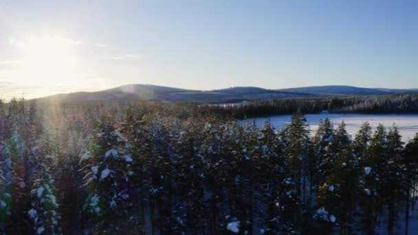 Aerial View Dolly Wintry Lapland Scandinavia Pine Winter Forest Treetop — 图库视频影像