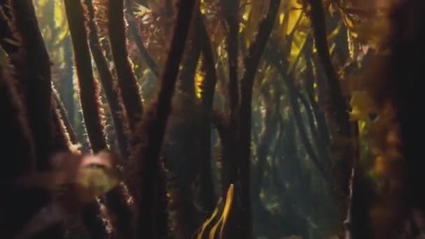 Algae Forest Growing Underwater Rays Sunshine Glowing Handheld View — ストック動画